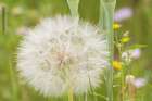 USA-Colorado-Gunnison National Forest Western salsify seedhead close-up Art Print